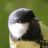 2008-04-12_mesange_detail.jpg
